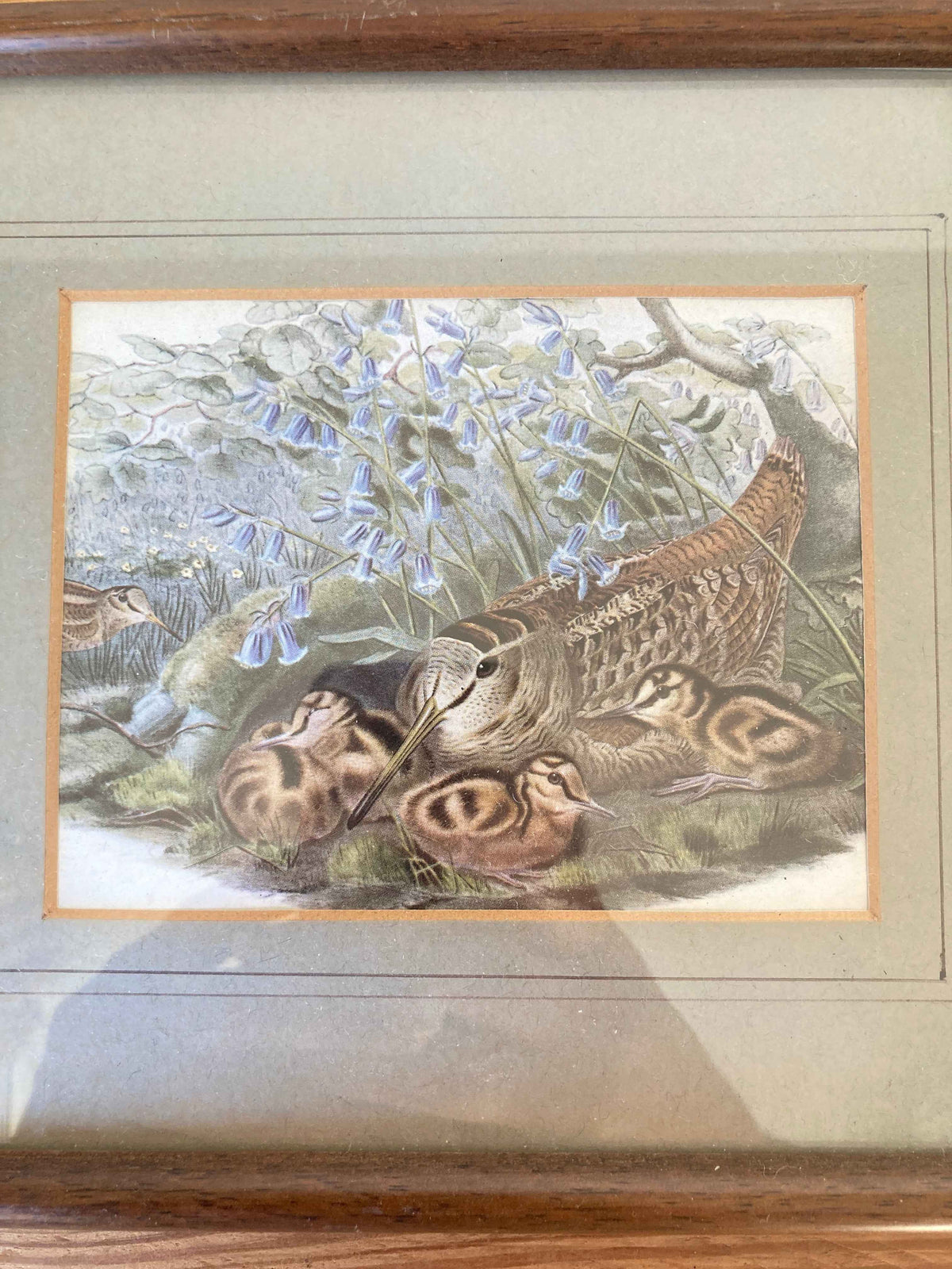 Vintage Basil Ede Woodcock Print, Framed Wildlife Bird Artwork