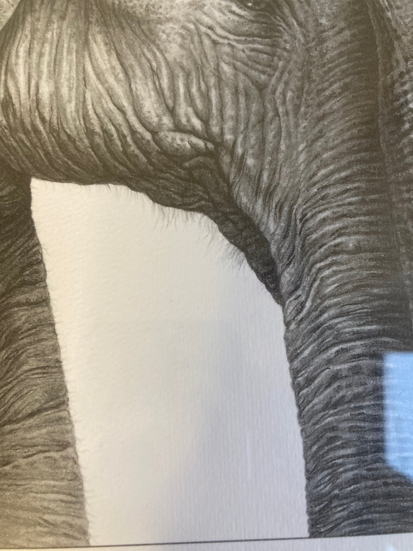 Gary Hodges Limited Edition Print Asian Elephant Pencil Drawing Signed 464/860