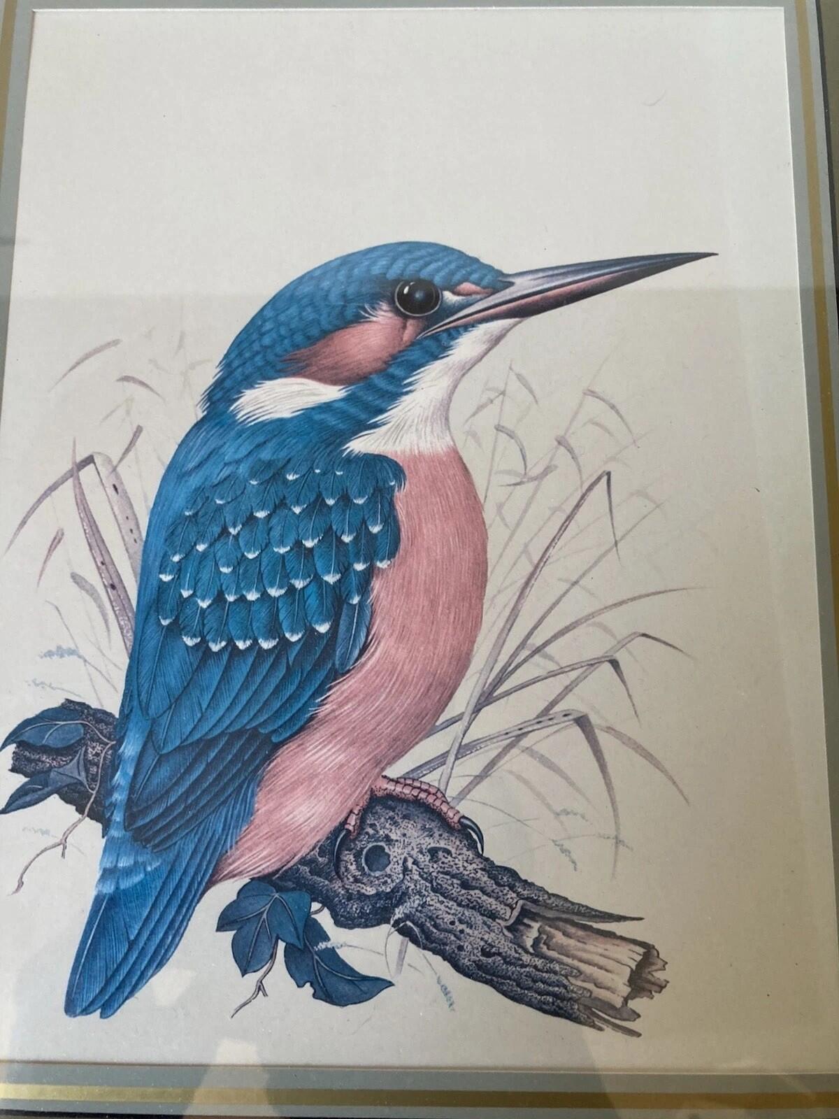 Kingfisher Bird Framed Print Colourful Wildlife Picture Wall Art