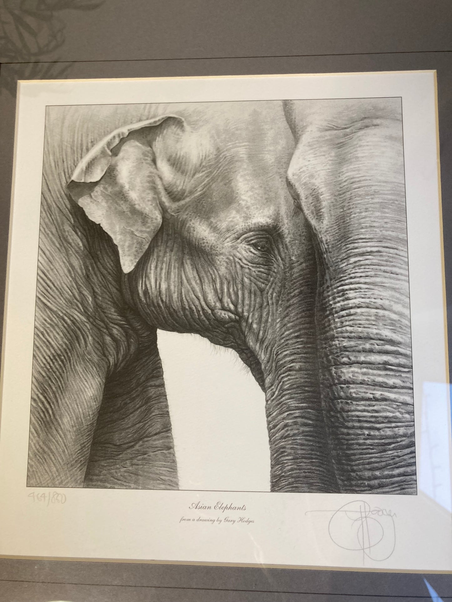 Gary Hodges Limited Edition Print Asian Elephant Pencil Drawing Signed 464/860