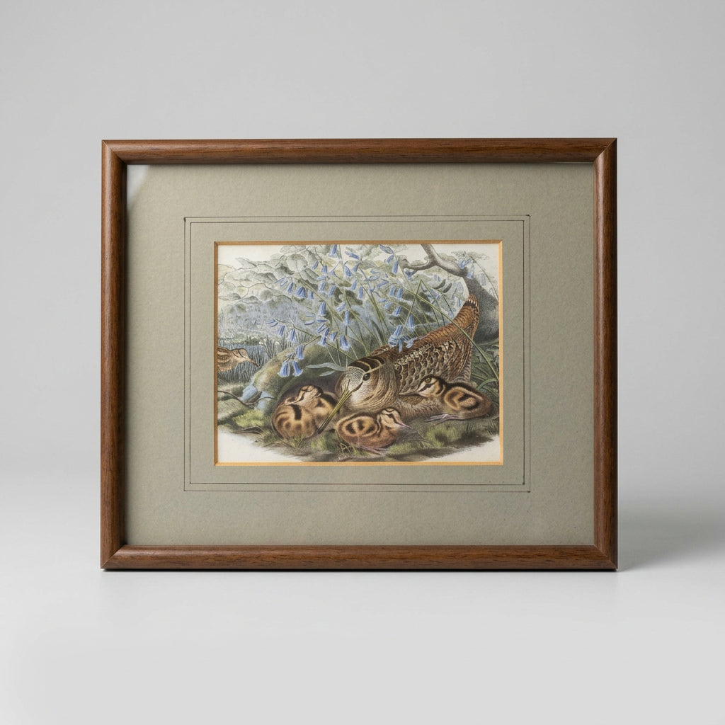 Vintage Basil Ede Woodcock Print, Framed Wildlife Bird Artwork