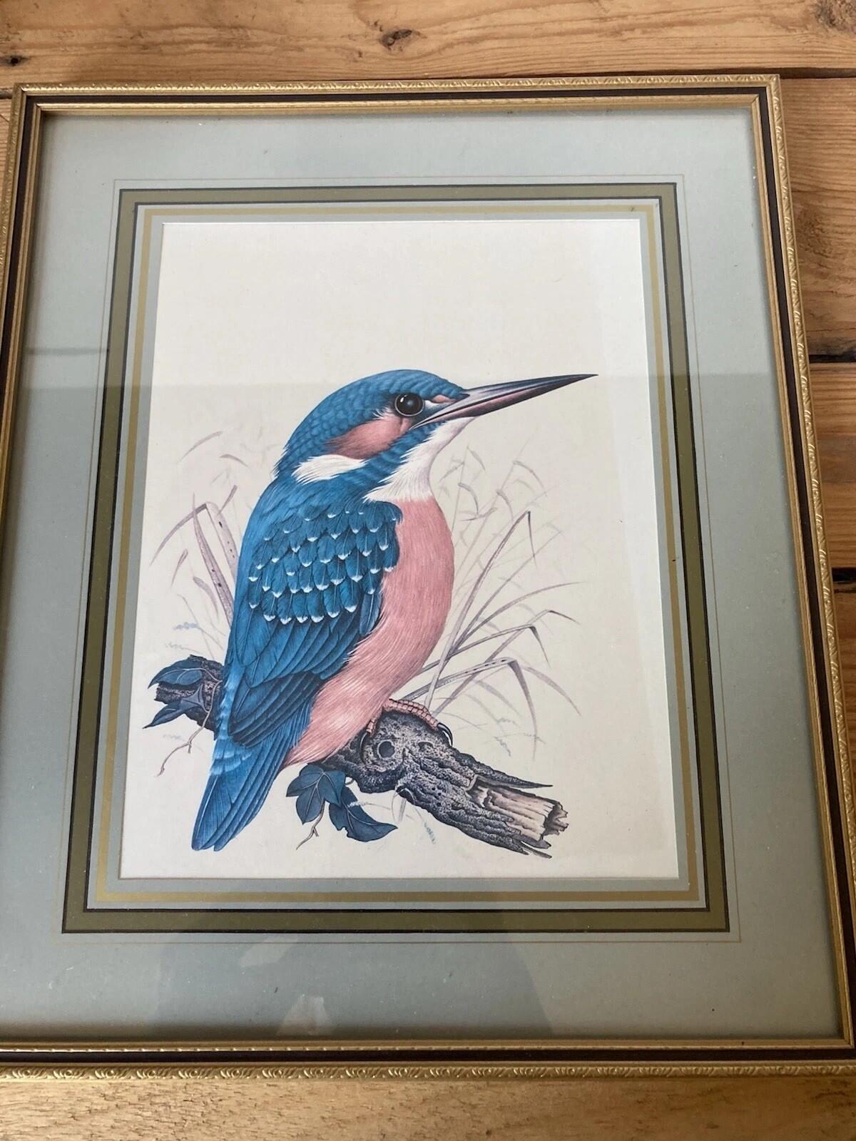 Kingfisher Bird Framed Print Colourful Wildlife Picture Wall Art